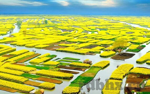 国产视频麻豆-国产视频中麻豆的多元展现与文化影响初探